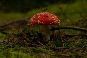 Closeup shot of a Fly agaric fungus grown in the forest on the blurred background