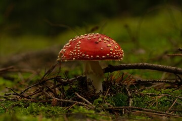 Macro shot of a Fly agaric mushroom with a red cap and