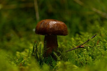 Macro shot of a bay bolete (Imleria badia)