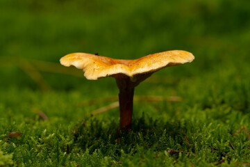Macro shot of a False chanterelle fungus with a large brown and white cap in a forest