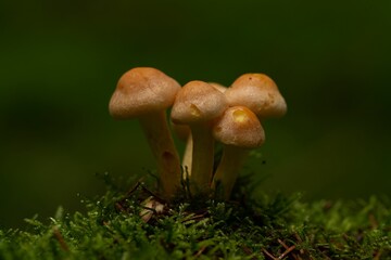 Macro shot of Hypholoma capnoides edible fungi with golden caps on an isolated background