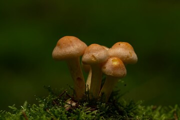 Macro shot of Hypholoma capnoides mushrooms