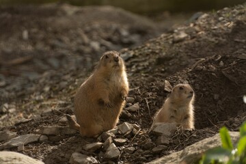 Macro shot of two cute Black-tailed prairie dogs looking up in an animal reserve