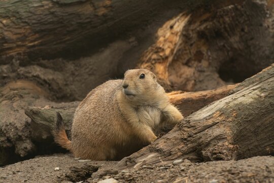 Closeup of a Bobak marmot standing on soil