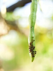 Vertical closeup of ants on a green bean in a greenhouse
