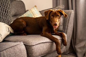 Closeup shot of a Labrador Retriever dog sitting on a gray couch indoors