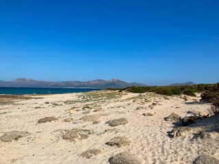 Closeup shot of a sandy beach and green plants in the Balearic Islands on a sunny day