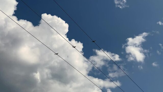 Footage of birds perched on electrical wires against the blue cloudy sky