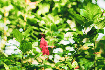 Pink Hibiscus Rosa-Sinensis: Beautiful Flowering Plant. Wild yellow flower in dark forest,low...