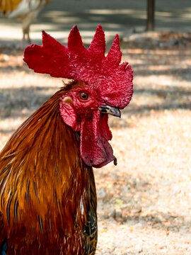close up portrait of a chicken. close up rooster head. Blurred background
