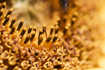 macro closeup of sunflower plant