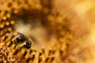 macro close up of bees collecting pollen on sunflower