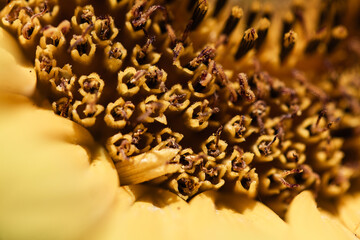 macro closeup of sunflower plant