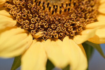 macro closeup of sunflower plant