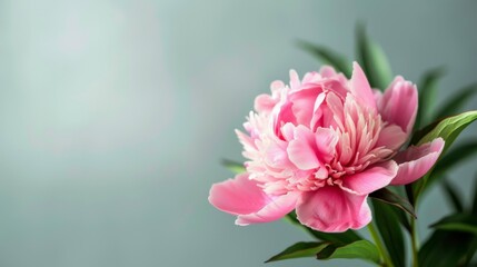 Pink peony flower in bloom displaying delicate petals and botanical elegance in a spring garden setting