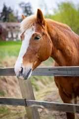 Przepiękne konie żyjące wolno w stadninie  - obrazy, fototapety, plakaty