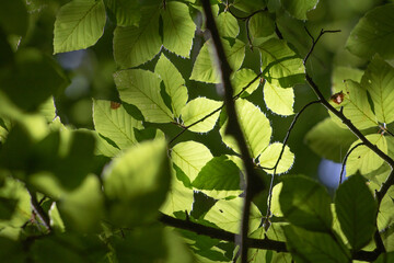 green beech leaves closeup with sunray