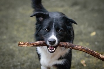 beautiful portrait of border collie with stick in his mouth, training in forest