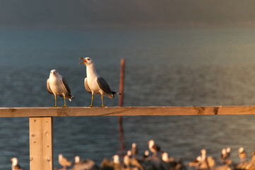 Two seagulls on the railing against a blurred natural background. Northern Norway. Selective Focus