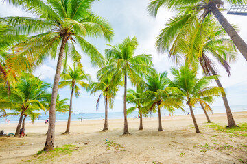 Fototapeta na wymiar Coconut forest beach scenery at Coconut Dream Corridor in Sanya, Hainan, China