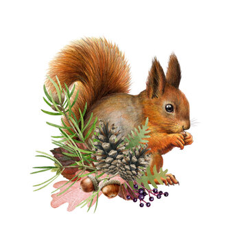 Cute red squirrel with natural floral decor. Vintage style watercolor illustration. Hand painted squirrel with forest nature elements decoration. Cute forest animal with pine cones, leaves acorns