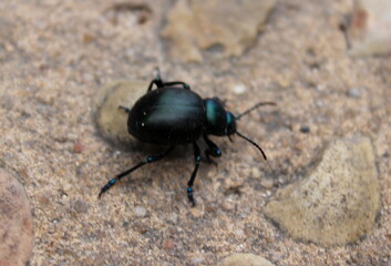 Timarcha balearica, Käfer, Insekten, Balearen, Mallorca