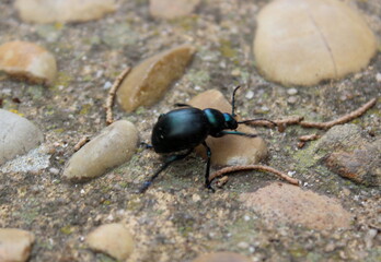 Timarcha balearica, Käfer, Insekten, Balearen, Mallorca