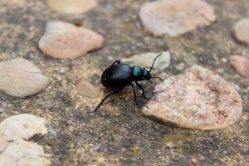 Timarcha balearica, K&auml;fer, Insekten, Balearen, Mallorca