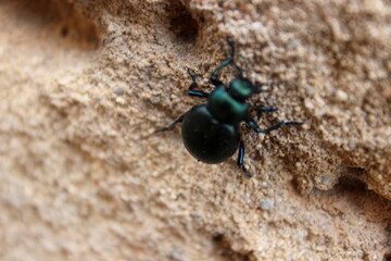 Timarcha balearica, Käfer, Insekten, Balearen, Mallorca