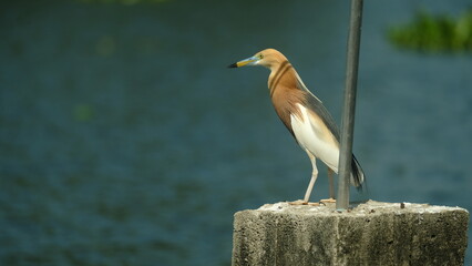 Javan pond heron or Ardeola speciosa bird finding fish good time bird watching in holidays, This is migrate bird.
