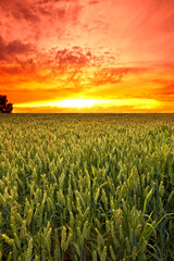 Sunset, sky and wheat on landscape for farming, nature and field with agriculture, sustainability for growth and environment. Meadow, Switzerland countryside and ecosystem with biodiversity and land