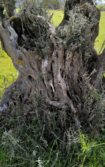 A large olive tree trunk with a hole in it