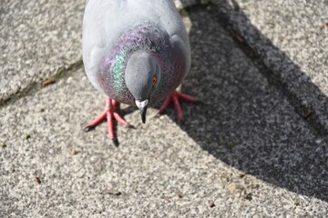city pigeon on the ground