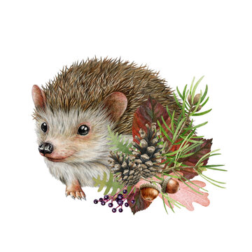 Cute funny hedgehog with natural floral decor. Vintage style watercolor illustration. Hand painted hedgehog with forest nature elements decoration. Cute forest animal with pine cones and leaves