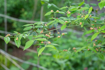 Tiny flowers bloom on a strawberry bush in springtime.