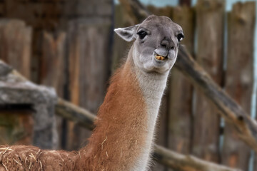  wild llama animal head in a zoo enclosure