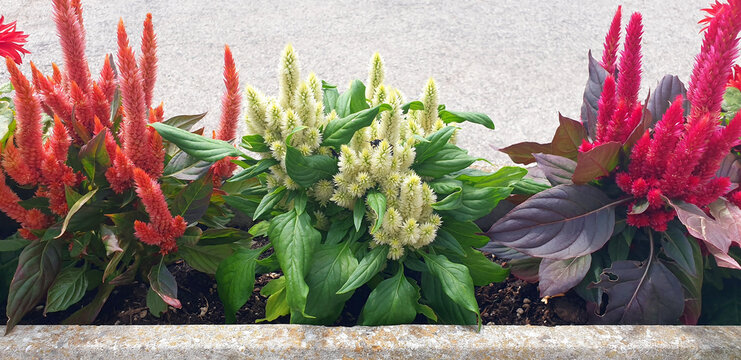 Panorama of celosia or amaranthus bush with white dry flowers growing in a pot.