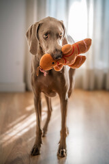 Selective focus portrait of weimaraner breed dog (braco de weimar) playing with a stuffed toy on...