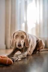 Selective focus portrait of weimaraner breed dog (braco de weimar) playing with a stuffed toy on...