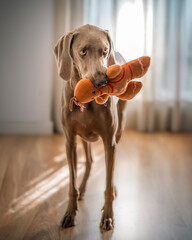 Selective focus portrait of weimaraner breed dog (braco de weimar) playing with a stuffed toy on the floor at home. Purebred short haired cunning friend. Lifestyle hunting dog. - obrazy, fototapety, plakaty