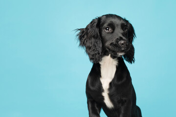 Young, Black and White Sprocker Spaniel on a plain blue background looking into the camera - studio portrait 