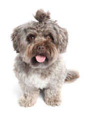 Cute Maltipoo dog on white background. Lovely pet