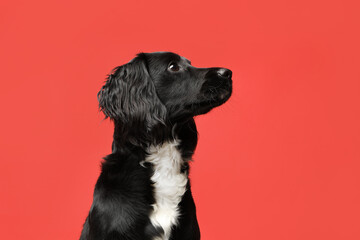 Young, Black and White Sprocker Spaniel on a plain red background looking to the right - studio portrait 