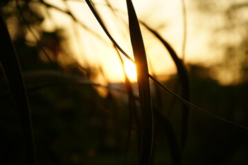 The morning flare through the grassland.