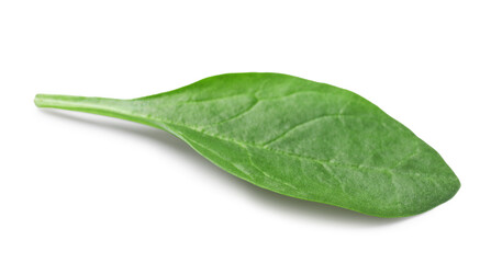 One fresh spinach leaf isolated on white