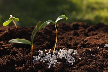 Young sprouts growing in soil with granulated fertilizer outdoors, closeup