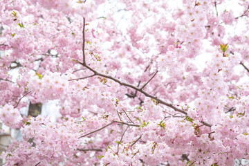 Pink sakura flowers in spring park. Blurred foreground.