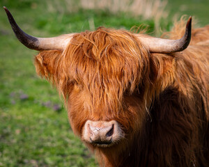 Krowy rasy Highland pasące się na polu