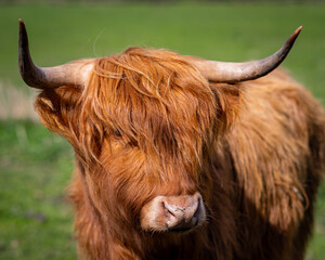 Krowy rasy Highland pasące się na polu - obrazy, fototapety, plakaty