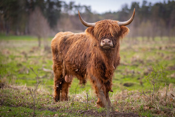 Naklejka premium Krowy rasy Highland pasące się na polu